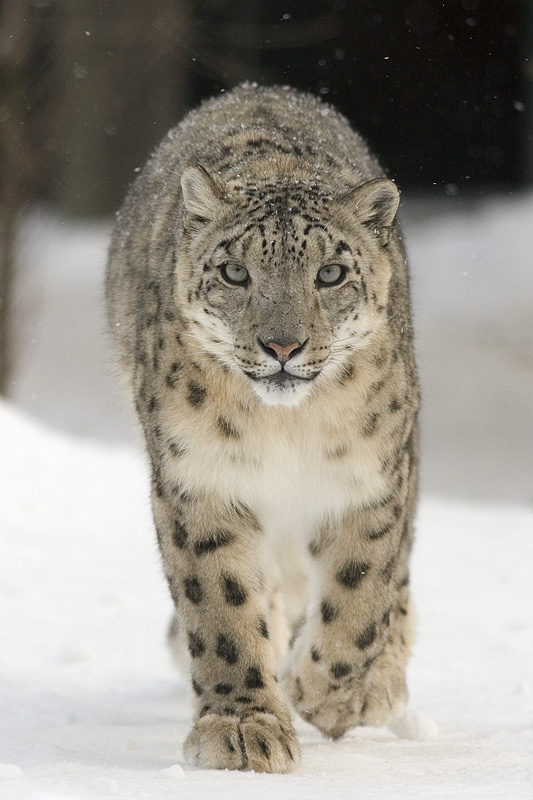 Irbis neboli levhart sněžný je kočkovitá šelma žijící v horských masívech Střední Asie. Tato šelma přibližně o velikosti levharta skvrnitého patří k nejlepším skokanům mezi všemi současnými obratlovci. Podle různých údajů dokáže skočit do dálky úctyh