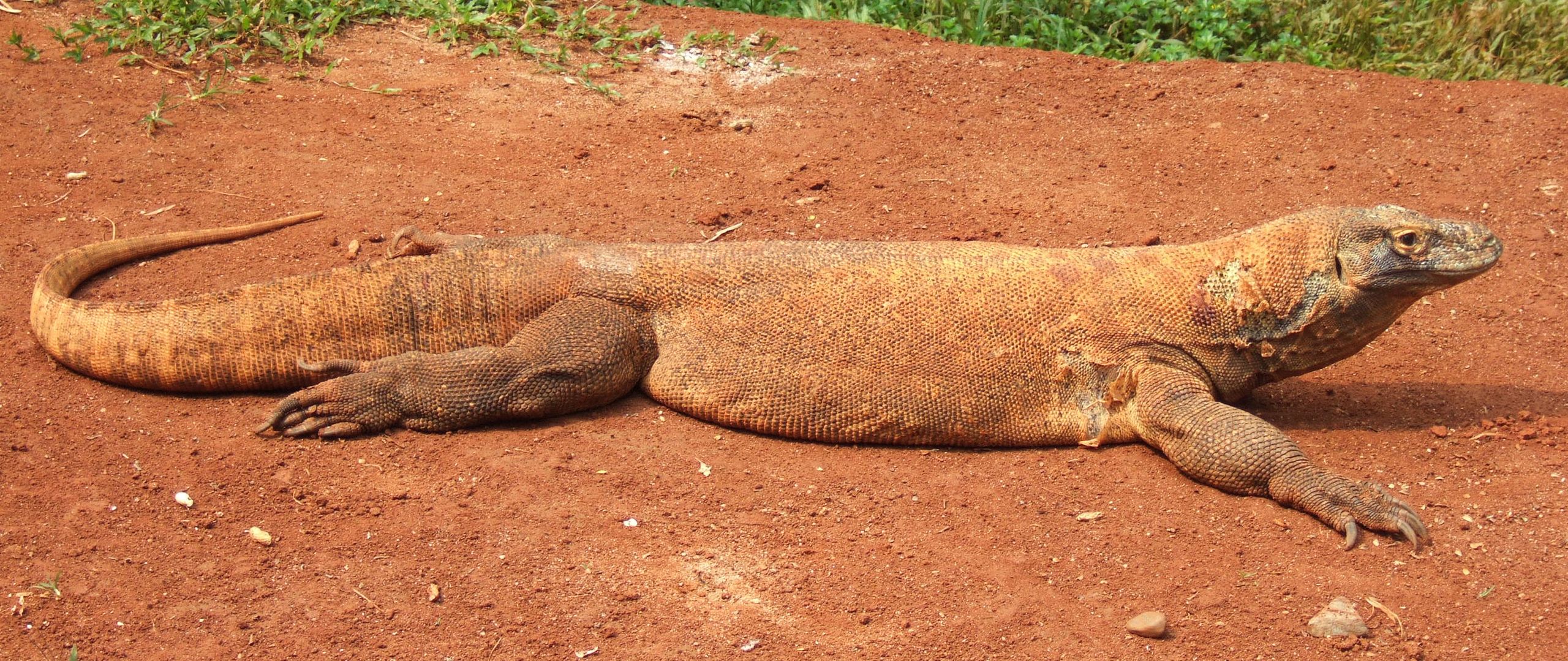 Velcí ještěři, jako je indonéský druh varan komodský (Varanus komodoensis) nám tak trochu připomínají dávné časy druhohorní éry, kdy prakticky všichni velcí suchozemští obratlovci byli plazi. Při bližším pohledu ale dinosauři a ještěři nemají mnoho s