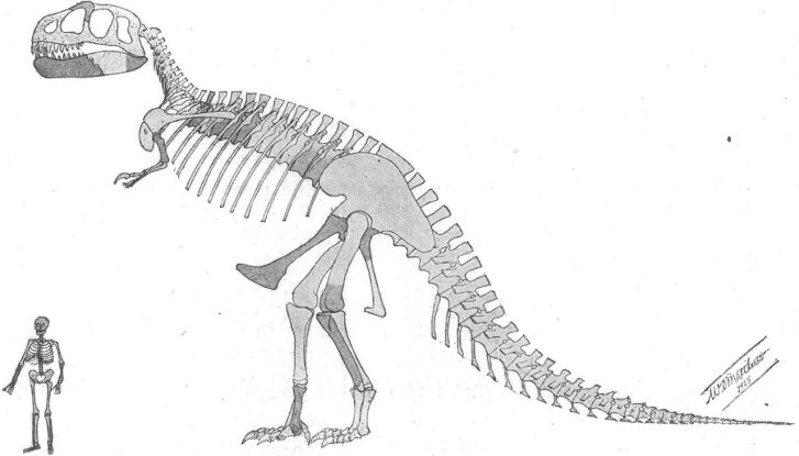 první publikovaná rekonstrukce kostry druhu Tyrannosaurus rex od William D. Matthewa z roku 1905. V této době se ještě Henry F. Osborn domníval, že materiál AMNH 5866 je odlišný od exempláře z východní Montany a představuje tak samostatný rod a druh 