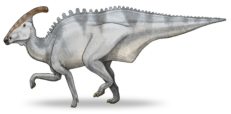 Výtvarná rekonstrukce přibližného vzezření charonosaura. Celkově se velmi podobá parasaurolofovi, byl však mírně mohutnější a celkově větší. Délka dospělých jedinců činila asi 10 až 13 metrů a hmotnost dosahovala přibližně 5 až 7 tun. Jednalo se tedy