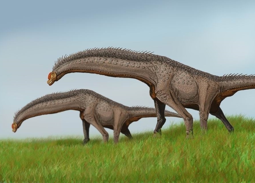 Saltasauridní sauropod druhu Isisaurus colberti, blízký vývojový příbuzný a zároveň i současník ekvádorského rodu Yamanasaurus. Isisauři však žili ve stejné době (asi před 70 miliony let) o tisíce kilometrů dál na východ, konkrétně až na území dnešní
