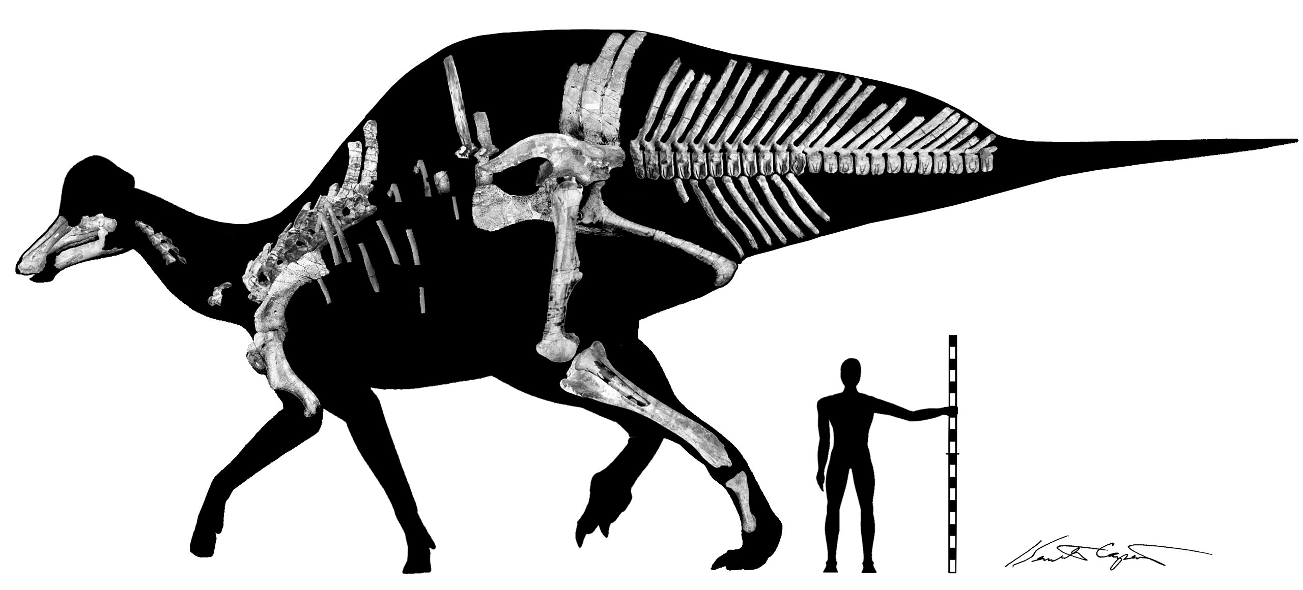 Mezi největší dnes známé kachnozobé dinosaury patří i mexický lambeosaurid druhu Magnapaulia laticaudus. Na základě kosti pažní dlouhé přes 80 cm je dnes délka tohoto hadrosaurida odhadována asi na 12,5 metru a jeho hmotnost zhruba na 8 tun. Kredit: 