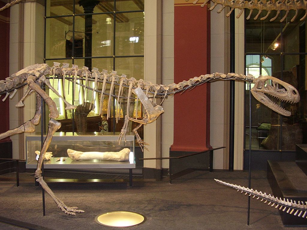 Část repliky kostry elafrosaura v berlínském Přírodovědném muzeu. Fosilie tohoto teropoda objevili účastníci německé paleontologické expedice do své někdejší kolonie Německé východní Afriky v letech 1909 až 1911. Dinosaurus pak byl formálně popsán př