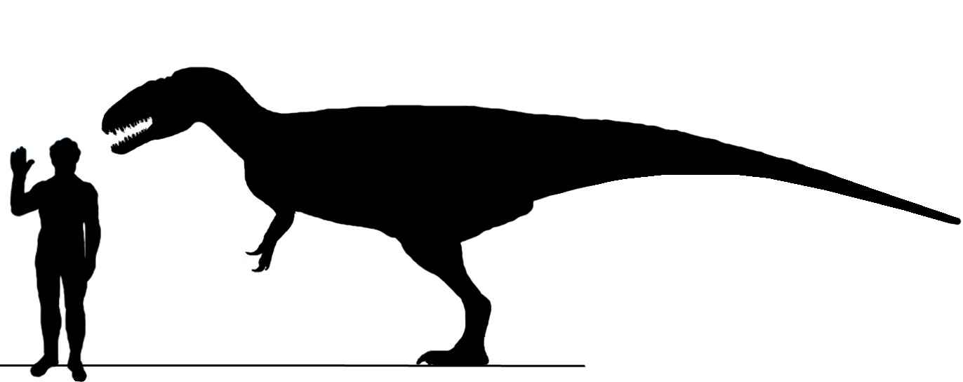 Silueta těla blízce příbuzného karcharodontosaurida druhu Eocarcharia dinops. Tento severoafrický druh žil v období spodní křídy (asi před 112 miliony let) na území současného Nigeru a dosahoval délky v rozmezí 6 až 8 metrů. Byl tedy o trochu menší n
