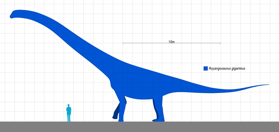 Porovnání velikosti dospělého člověka a obřího titanosaura druhu Ruyangosaurus giganteus. Tento sauropod byl formálně popsán roku 2009 na základě fosilií, objevených na území provincie Che-nan. Celková délka tohoto dinosaura mohla přesahovat 35 metrů
