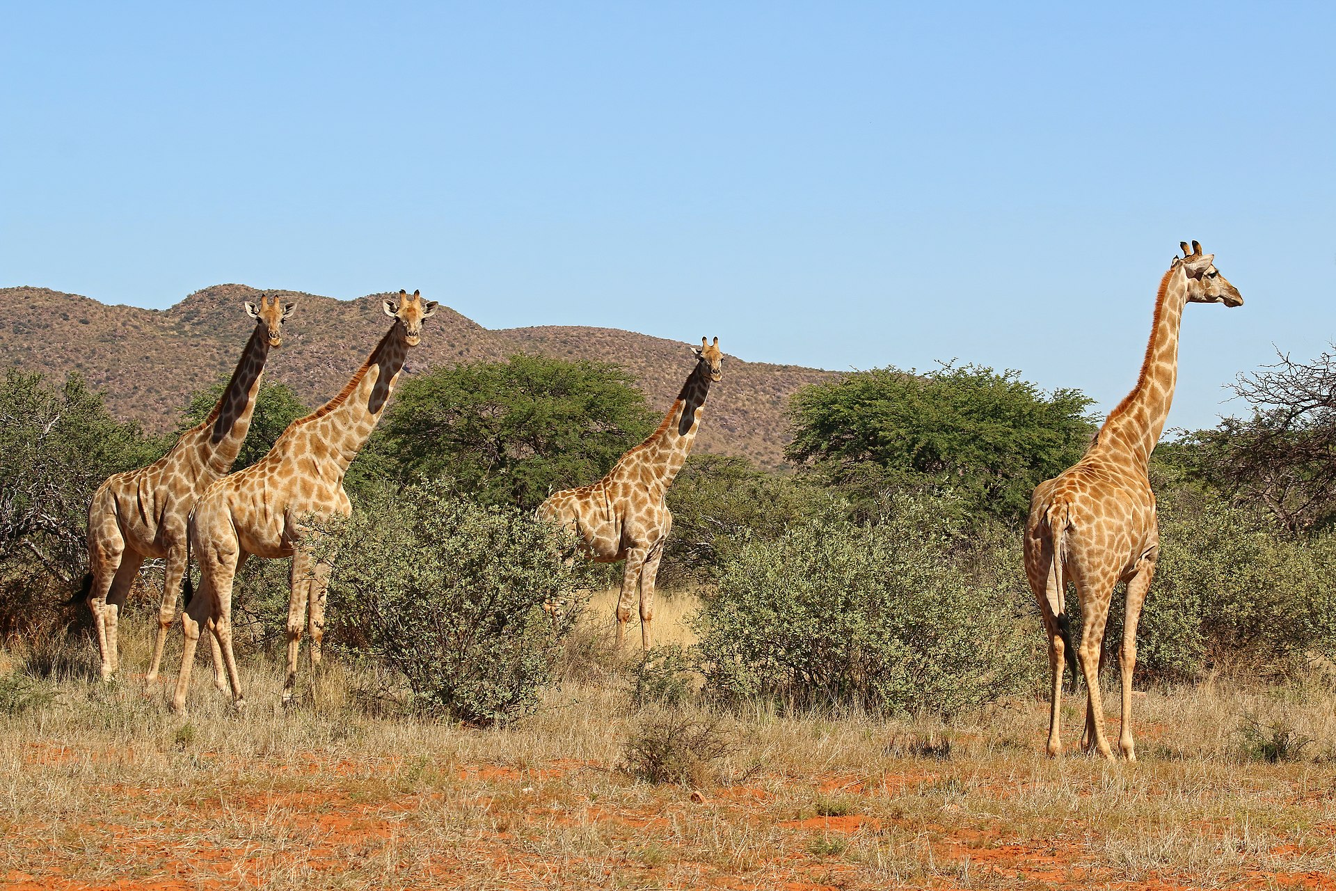 Podle některých odhadů dokážou žirafy na kratší vzdálenost vyvinout rychlost i přes 60 km/h, čímž by se výrazně blížily například i závodním koňům. Zatím však nebyl doložen případ, kdy by dospělý jedinec žirafy běžel prokazatelně rychlostí přes 40 km