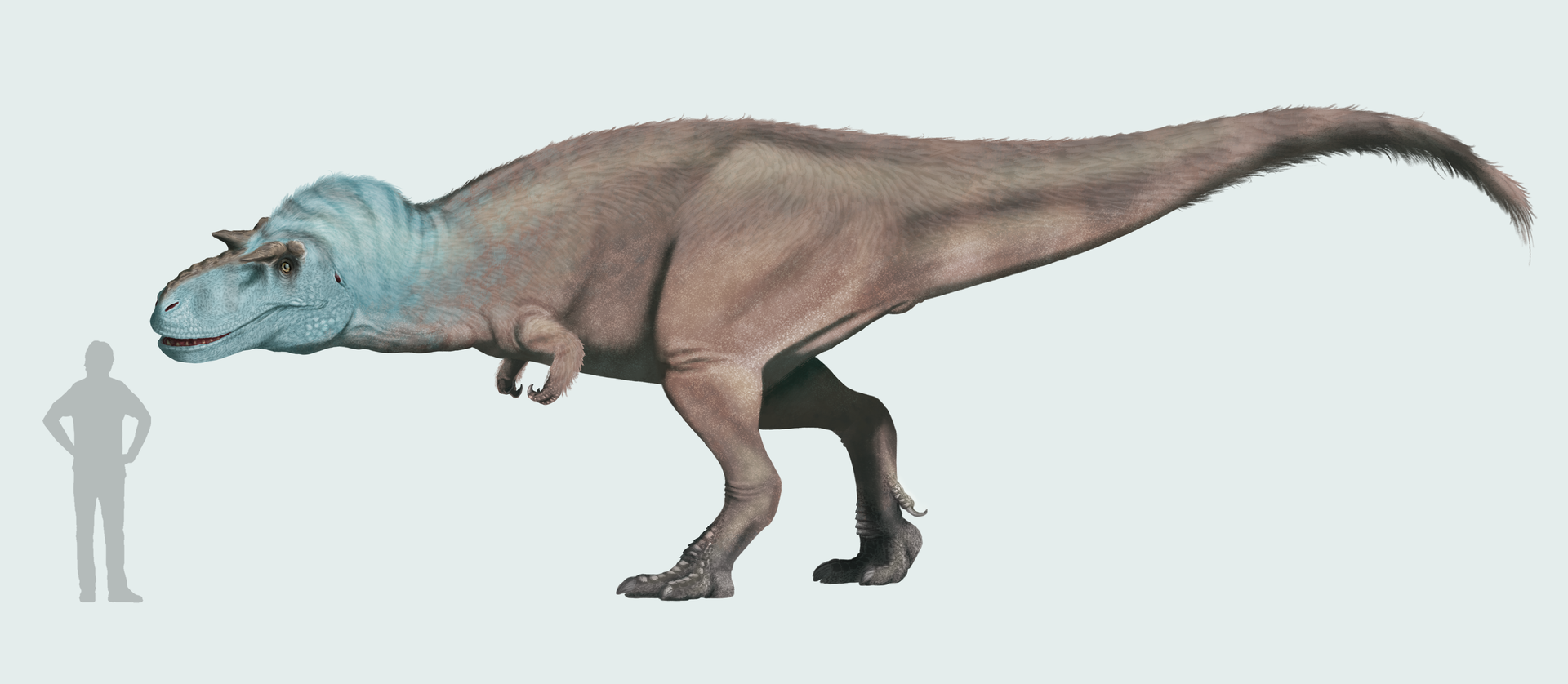Nejpravděpodobnějším původcem „deinodontích“ zubů je velký albertosaurinní tyranosaurid Gorgosaurus libratus. Tento až 9 metrů dlouhý a 3 tuny vážící teropod žil v době před 77 až 75 miliony let na území dnešní kanadské Alberty a americké montany. Kr