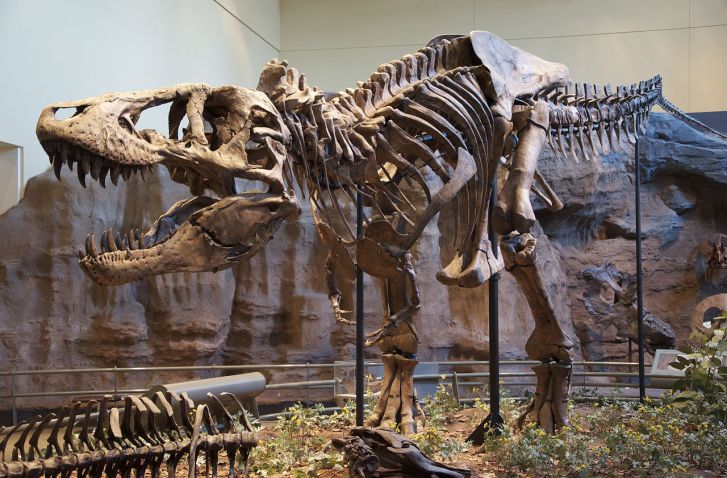 Kostra holotypu druhu T. rex, dnes s označením CMNH 9380. Při délce necelých 12 metrů byl tento exemplář zhruba stejně velký jako UCMP 118742. Zatímco holotyp byl však dospělým exemplářem, zmíněný jedinec měl v době své smrti zřejmě jen 16 let. Mohl 