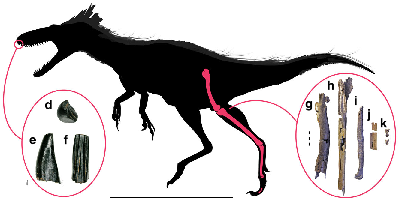 Hypotetická silueta těla a znázorněné dochované fosilie morose. Tento tyranosauroid z Utahu byl předzvěstí budoucí slávy čeledi Tyrannosauridae, jejíž nejstarší známí zástupci se objevují asi o 15 milionů let později. Kredit: Lindsay E. Zanno et al.;