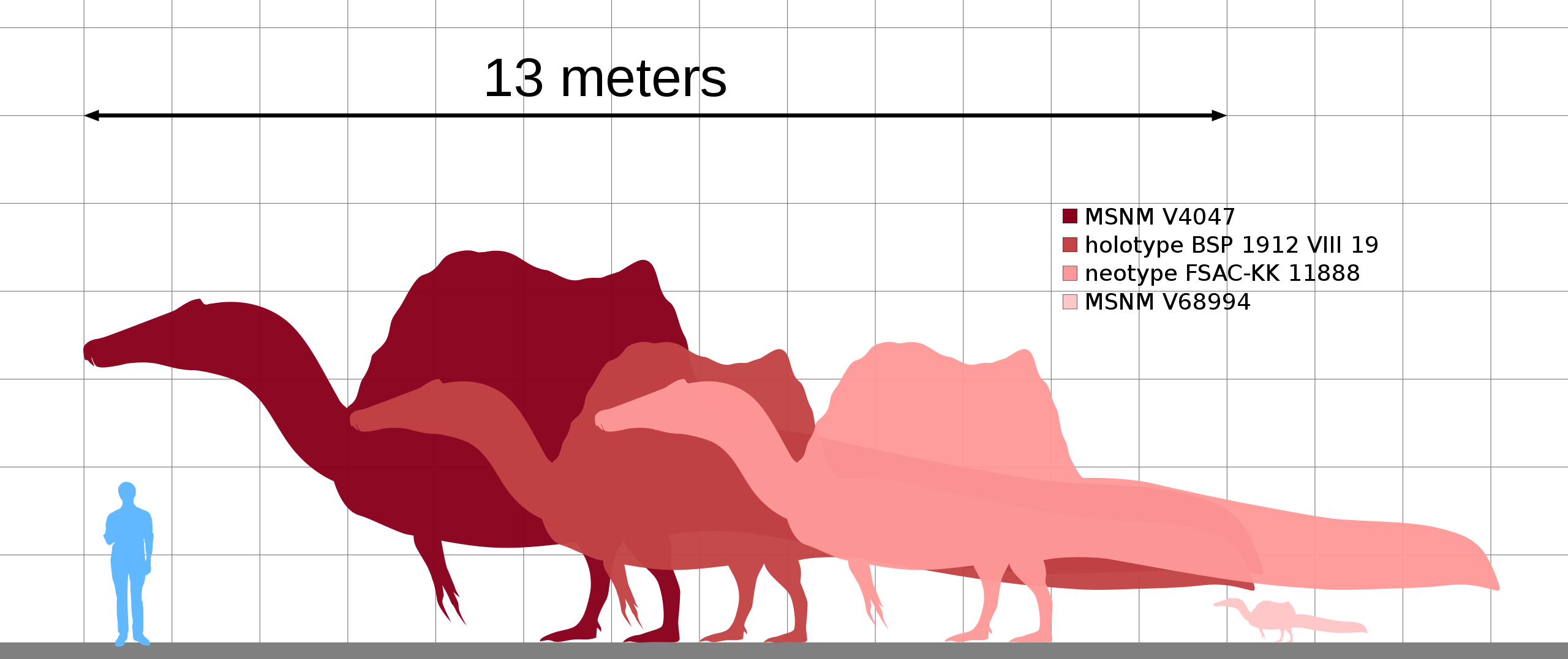 S maximální odhadovanou délkou těla v rozmezí 15 až 16 metrů byl spinosaurus nejdelším v současnosti známým teropodním dinosaurem (a patrně i nejdelším suchozemským dravcem všech dob). Nebyl ale tak robustní a těžký jako největší exempláře mnohem poz