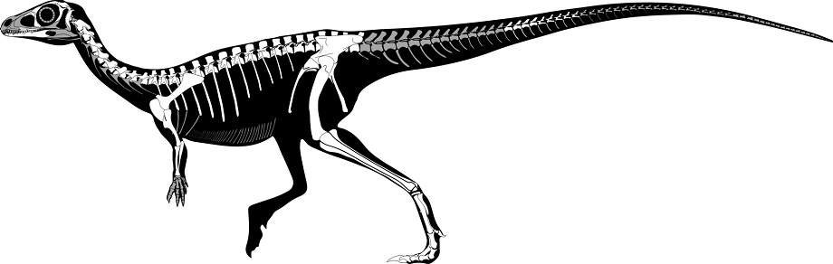 Moderní rekonstrukce kostry saturnálie. Anatomické kosterní znaky tohoto dinosaura jsou poměrně matoucí, protože vykazují charakteristiky společné jak sauropodomorfům, tak i teropodům. Druh Saturnalia tupiniquim byl nicméně dle většinového názoru výv
