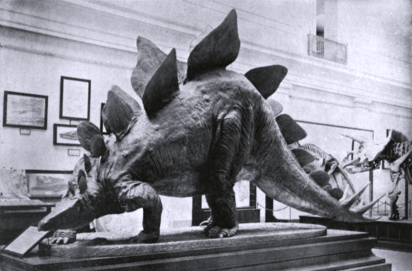 Dnes již silně zastaralý model stegosaura, vytvořený americkým výtvarníkem Charlesem R. Knightem v roce 1903 (zde upravená verze z následujícího desetiletí). Model byl poplatný skromným a nepřesným poznatkům tehdejší doby. Velmi podobně vypadal o půl