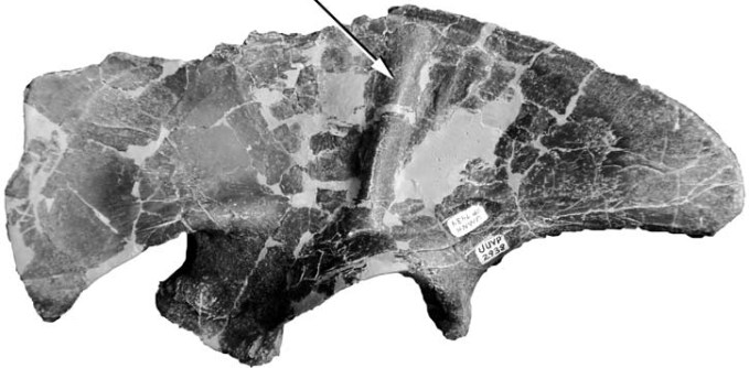 Fotografie levé kyčelní kosti druhu Stokesosaurus clevelandi, patřící holotypu UMNH VP 7473, popsaného roku 1974 Jamesem Madsenem. Dnes řadíme tento taxon mezi vývojově primitivní tyranosauroidy a jeho nejbližším známým příbuzným je evropský druh Jur