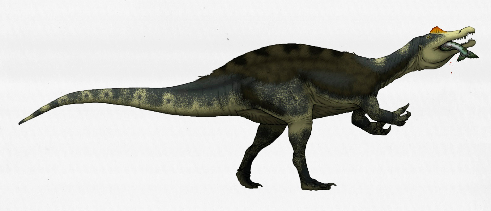 Dinosaurus s nejdelším rodovým jménem, popsaný v průběhu roku 2020, je spinosauridní teropod Vallibonavenatrix cani. Tento středně velký predátor obýval v období rané křídy (asi před 129 až 125 miliony let) oblast dnešního východního Španělska. Jeho 