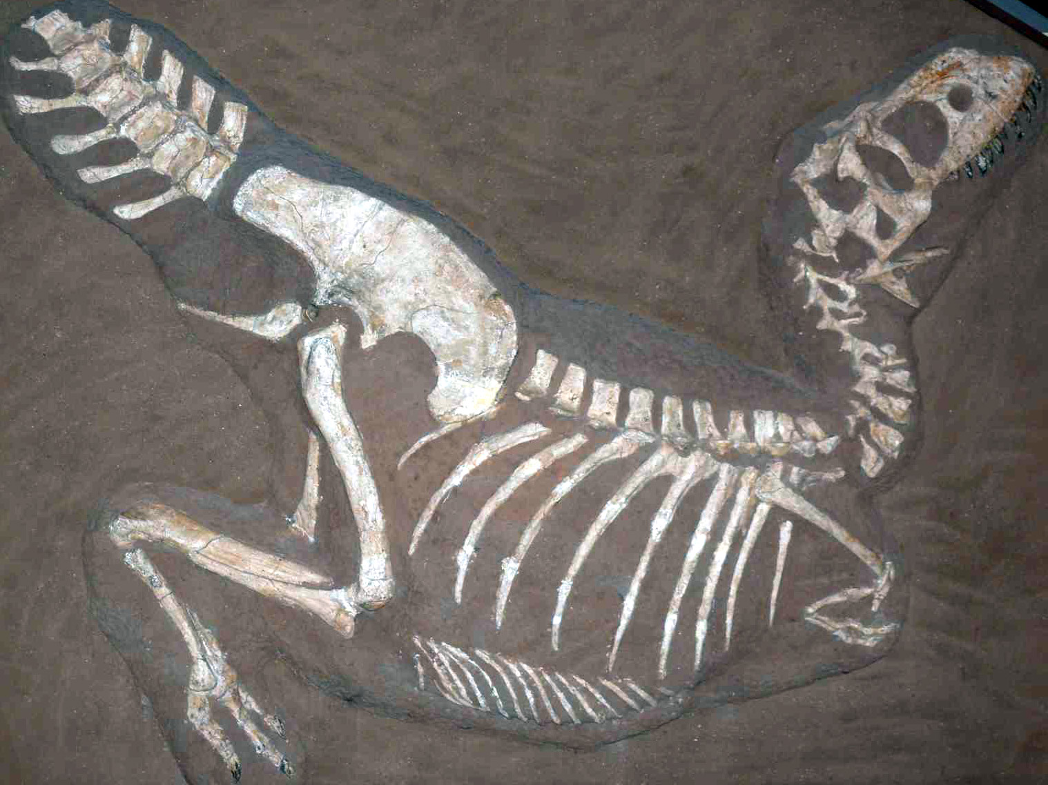 Velmi dobře zachovaná kostra tarbosaura (exemplář PIN 553-1), která je zároveň holotypem dnes již neplatného druhu Gorgosaurus lancinator. V současnosti známe již přes třicet fosilních exemplářů tarbosaura, mnohé z nich ve skvělém stavu dochování a v