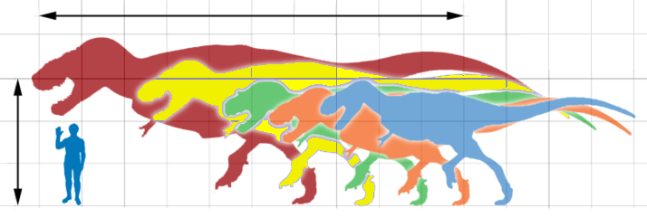 Velikostní srovnání různých druhů tyranosauridů v porovnání s dospělým člověkem o výšce 183 cm. Červená silueta patří druhu T. rex (exemplář „Sue“ o délce 12,3 metru), ostatní zástupci čeledi jsou již o poznání menší. Další rody zleva doprava: Tarbos