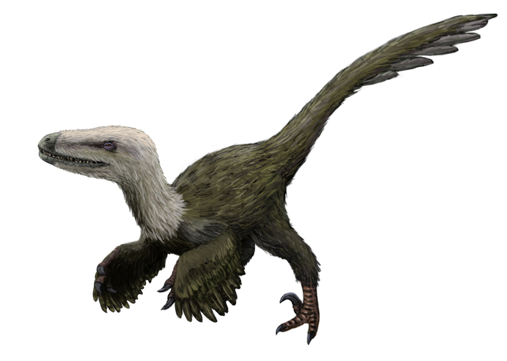 Rekonstrukce přibližného vzezření dromeosaurida druhu Kansaignathus sogdiensis, žijícího v období pozdní křídy na území dnešního Tádžikistánu (Ferganská kotlina). Fosilie tohoto dravého dinosaura byly objeveny již v 60. letech minulého století. Kredi