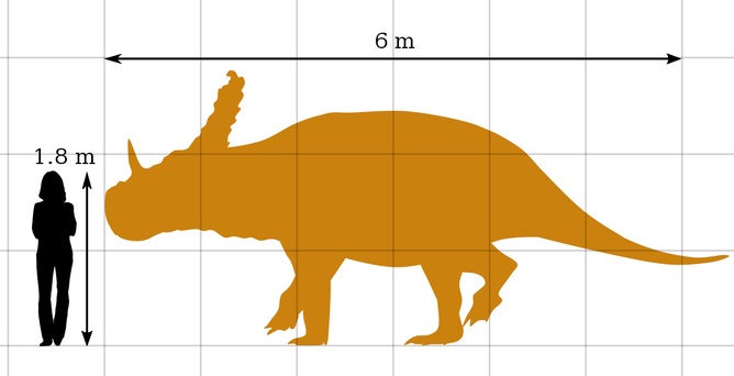 Obrázek zachycující velikostní porovnání dospělého člověka a průměrně vzrostlého jedince rohatého dinosaura sinoceratopse. Tento čínský ceratopsid byl zhruba stejně dlouhý, ale poněkud robustnější, než jeho blízcí příbuzní ze Severní Ameriky. Při dél