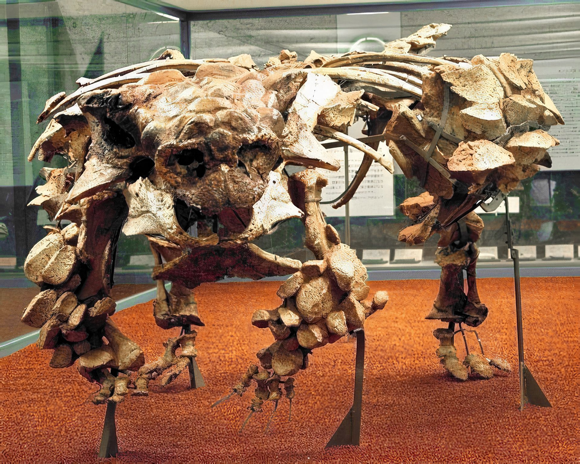Ankylosauridi, jako je i kosterní exemplář tohoto asijského pozdně křídového druhu Pinacosaurus grangeri (zde s lebkou holotypu druhu Saichania chulsanensis), měli vůbec nejvyšší relativní hustotu těla mezi všemi dinosaury (až nad hodnotou 1,1). Pouz