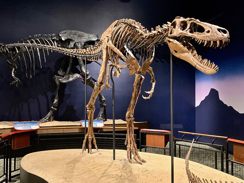 Původce otisků stop od Glenrocku byl velký zhruba jako slavný exemplář „Jane“ z instituce Burpee Museum of Natural History ve městě Rockford (stát Illinois). Tento asi 11 let starý jedinec vážil necelou tunu a díky svým silným dlouhým nohám nejspíš d