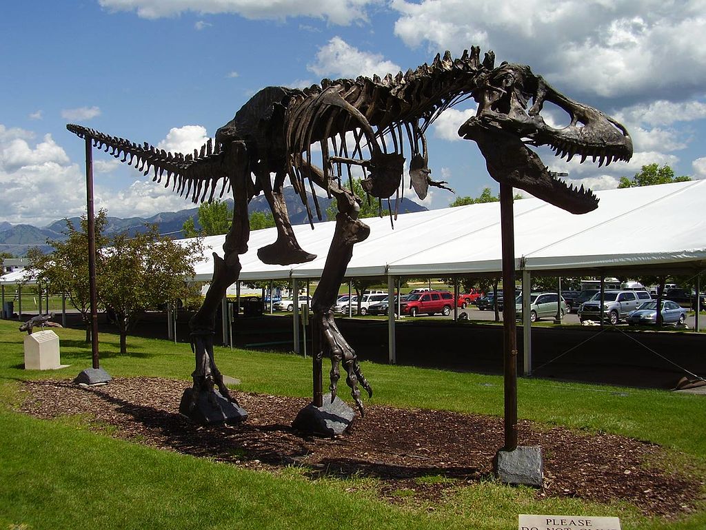 Bronzová replika kostry druhu Tyrannosaurus rex zvaná „Big Mike“, původní exemplář nese označení MOR 555 (nově USNM 555000). Právě ve fosiliích tohoto tyranosaura z Montany byla v nové studii z letošního roku nejspíš potvrzena přítomnost „měkkých tká