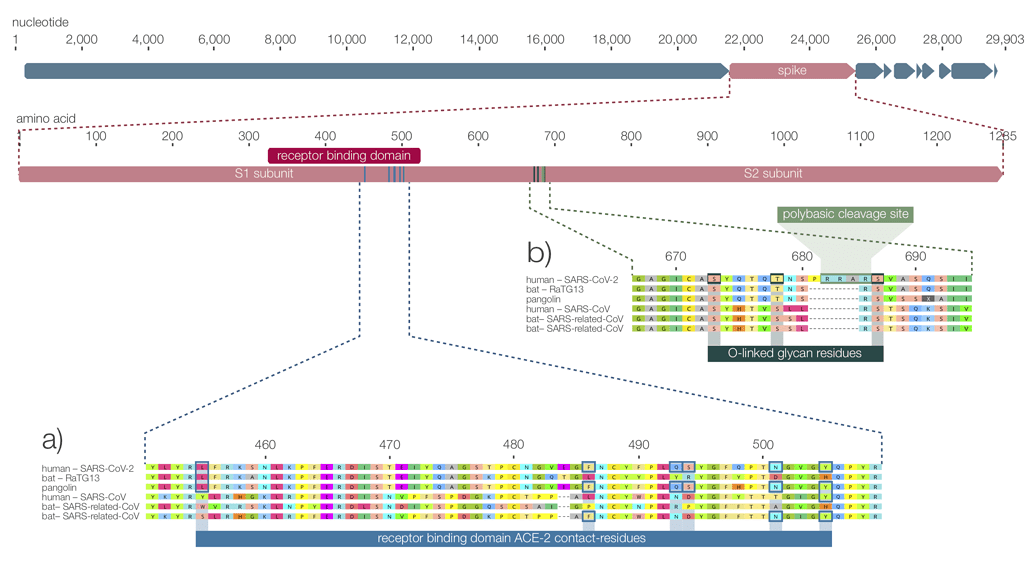 Vražedné dítko přírodního výběru. Kredit: Andersen et al. (2020), Nature Medicine.