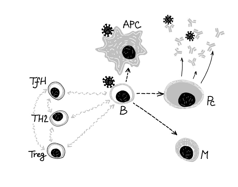Lymfocyty B reagují na antigen překládaný jinými buňkami (APC), dostávají další signály a jsou z nich vybírány efektorové klony, schopné produkovat specifické protilátky (Pc), které můžeme detekovat v séru. Celý proces je složitě řízen pomocí sítě da