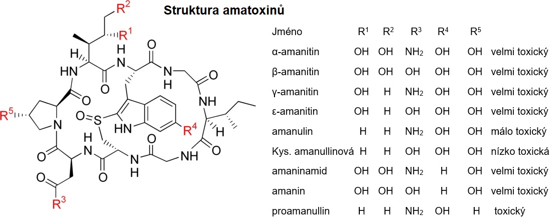 Struktura a toxicita amatoxinů Kredit: Edgar181, Wikimedia Commons, volné dílo
