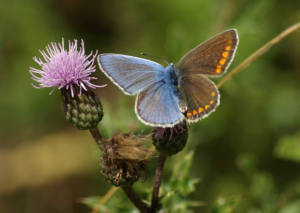 Bilaterálně gynandromorfní modrásek jehlicový (Polyommatus icarus) Kredit: Burkhard Hinnersmann, Wikimedia Commons, CC BY-SA 3.0