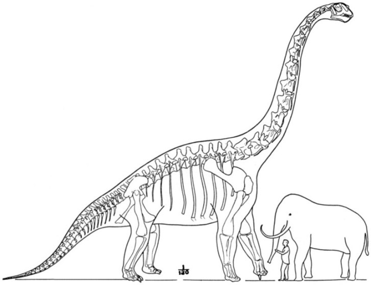 Zastaralá ilustrace, zobrazující brachiosaura ve velikostním porovnání s člověkem a velkým chobotnatcem. Obrázek byl vytvořen paleontologem Williamem D. Matthewem v roce 1915, kdy byl B. altithorax ještě největším známým dinosaurem. Kredit: W. D. Mat