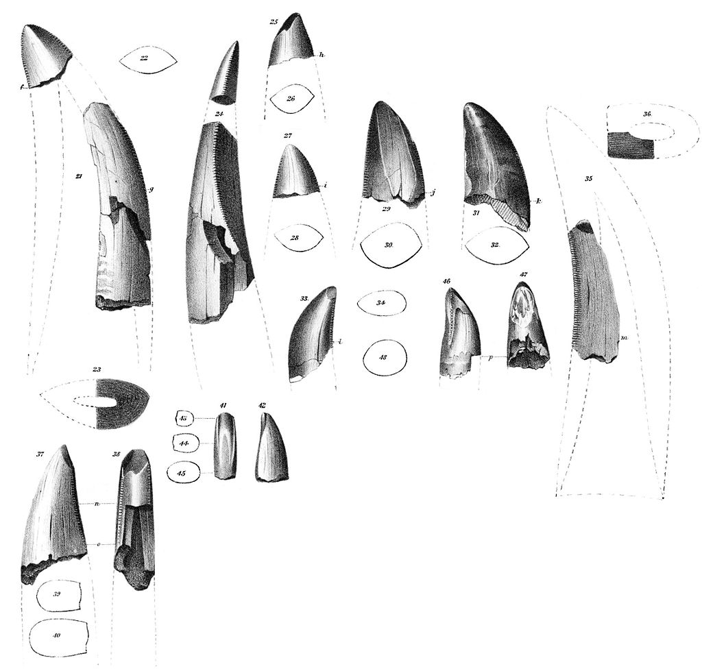 Fosilní zuby, popsané roku 1856 Josephem Leidym jako „Deinodon horridus„. Byly objeveny na území současné Montany a ve skutečnosti patřily zřejmě druhu Gorgosaurus libratus. Jde zřejmě o nejstarší prokazatelně objevené fosilie tyranosauridů. Kredit: 