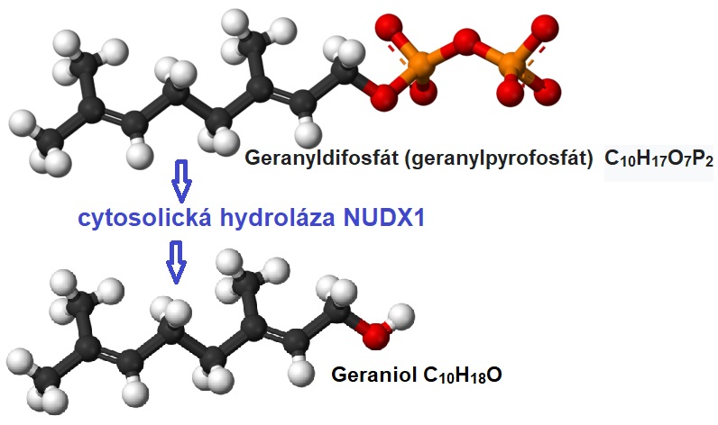 Kuličkové modely geranylpyrofosfátového aniontu a geraniolu, který ze svého prekurzoru vzniká defosforylací pomocí enzymu NUDX1 Kredit: Jynto & Ben Mills, Wikimedia Commons, volné dílo, upraveno