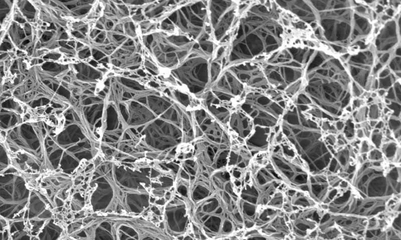 Syntetická chrupavka pohledem elektronového mikroskopu. Kredit: Lizhi Xu, Kotovova laboratoř, University of Michigan.