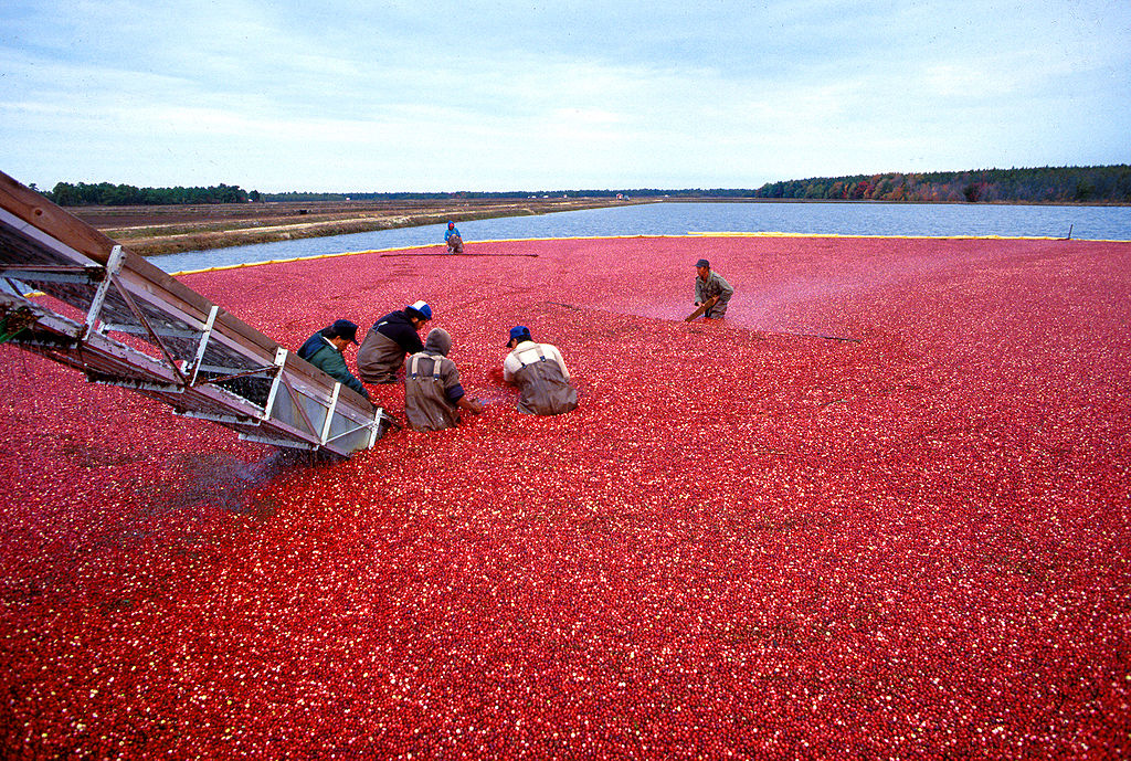 Sklizeň brusinek v New Jersey. Jde o klikvu velkoplodou (Vaccinium macrocarpon), u nás známou pod jménem kanadská brusinka. V obchodních řetězcích kupujete jako brusinky téměř výhradně její plody. Kredit: Agricultural Research Service, Wikimedia, vol