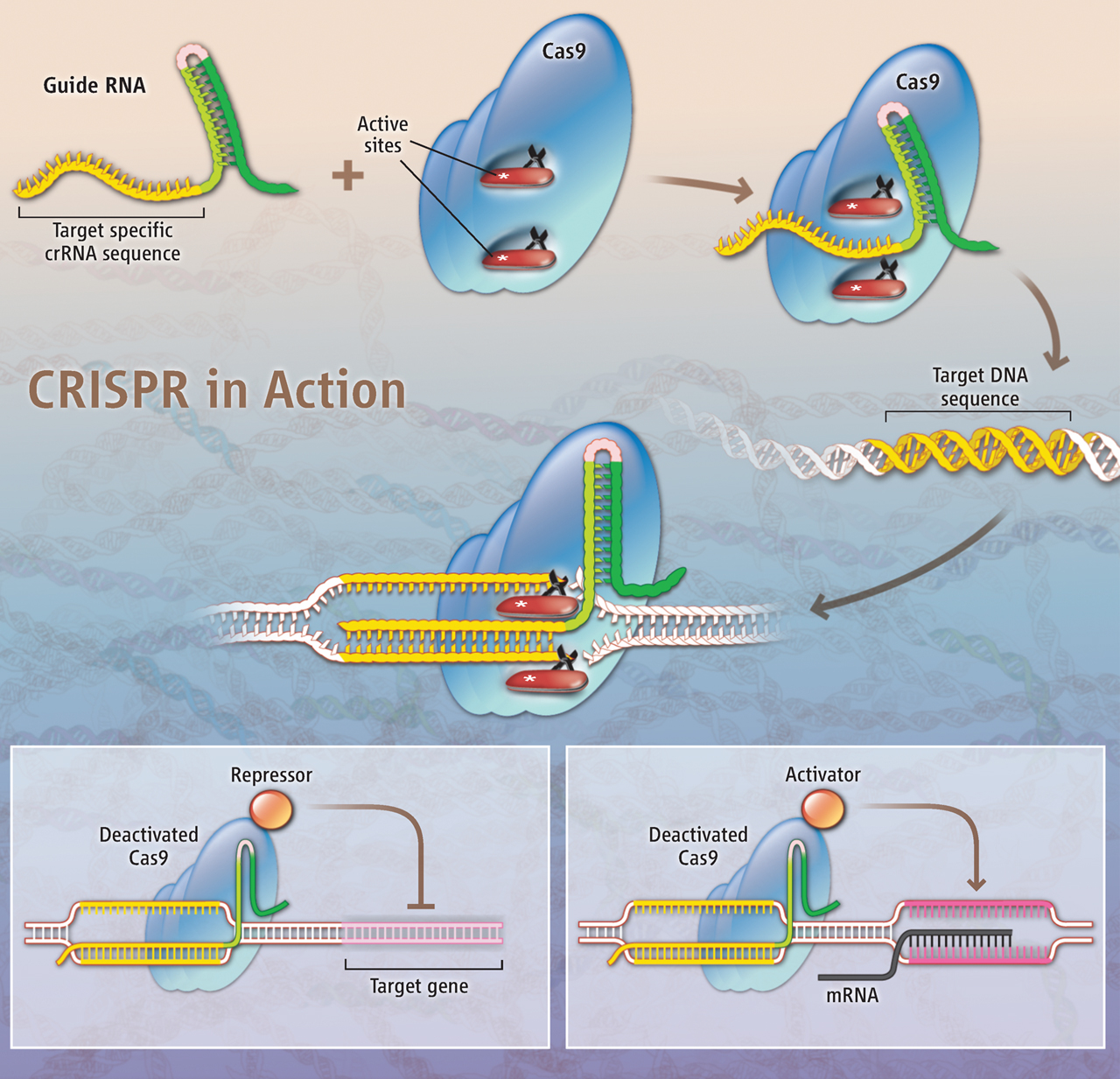 Jak funguje CRISPR? Kredit: K. Sutliff / Science.