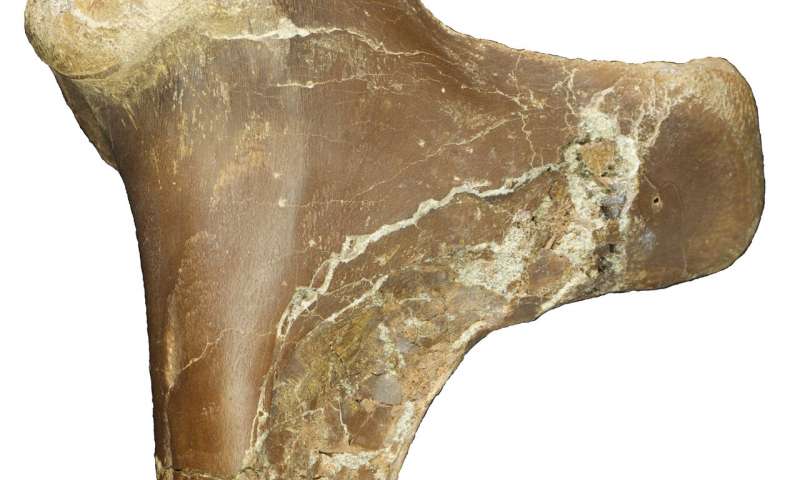 Pravý humerus  (kost z horní končetiny) je 25 cm dlouhá. Kredit: David Hone