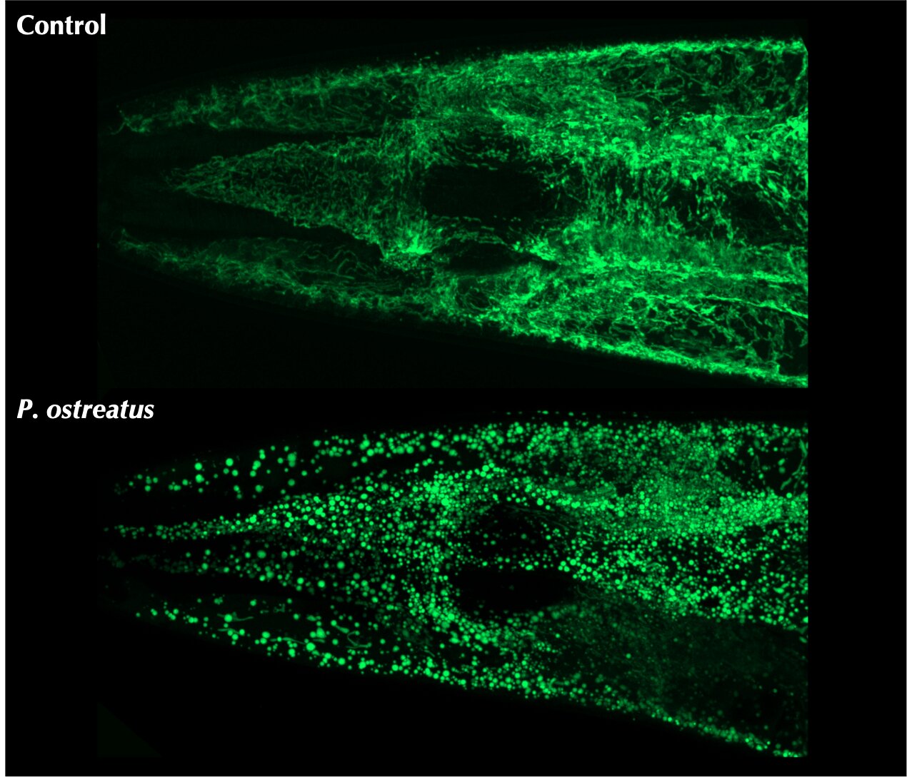 Fluorescenční zobrazení mitochondrií v tkáni háďátka před a po jeho vystavení jedu houby. Kredit: Ching-Han Lee