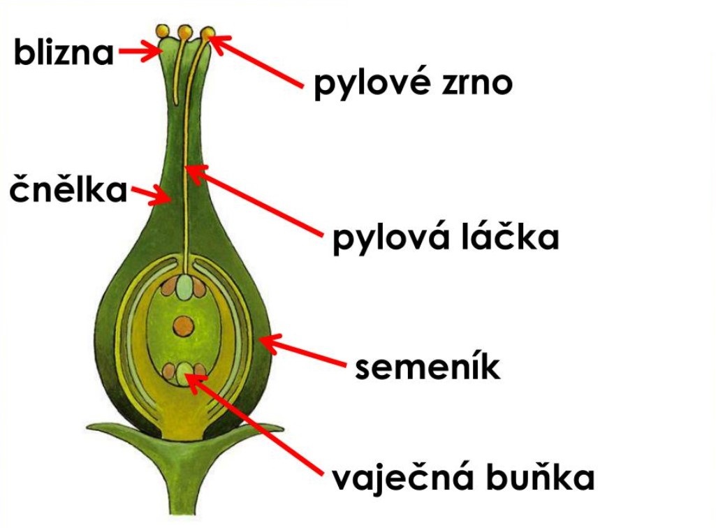 Schéma samičího orgánu květu krytosemenných rostlin. Oplození pylovým zrnem Kredit: Mgr.Iveta Bartošová, ZŠ Hradec Králové, z ppt prezentace Opylení a oplození