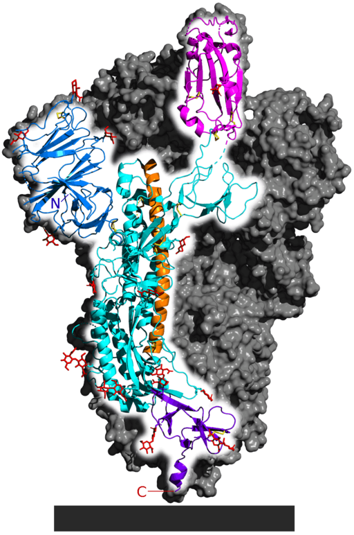 Spike glykoprotein viru SARS-CoV-2. Zvýrazněn je pouze jeden monomer. Celý protein je homotrimer. Zbytek trimeru je zobrazen jako šedá oblast. Části skutečné struktury nejsou zobrazeny. Vazebná doména pro receptor ACE2 je označena purpurovou (červeno