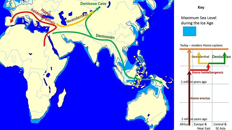 Mapa vývoje a rozšíření děnisovanů, Vývojová větev vpravo naznačuje, že se, stejně jako neandertálci, pravděpodobně vývojově odčlenili od linie člověka heidelberského (Homo heidelbergensis) v oblasti jihozápadní Asie. Kredit: John D. Croft, Wikipedia