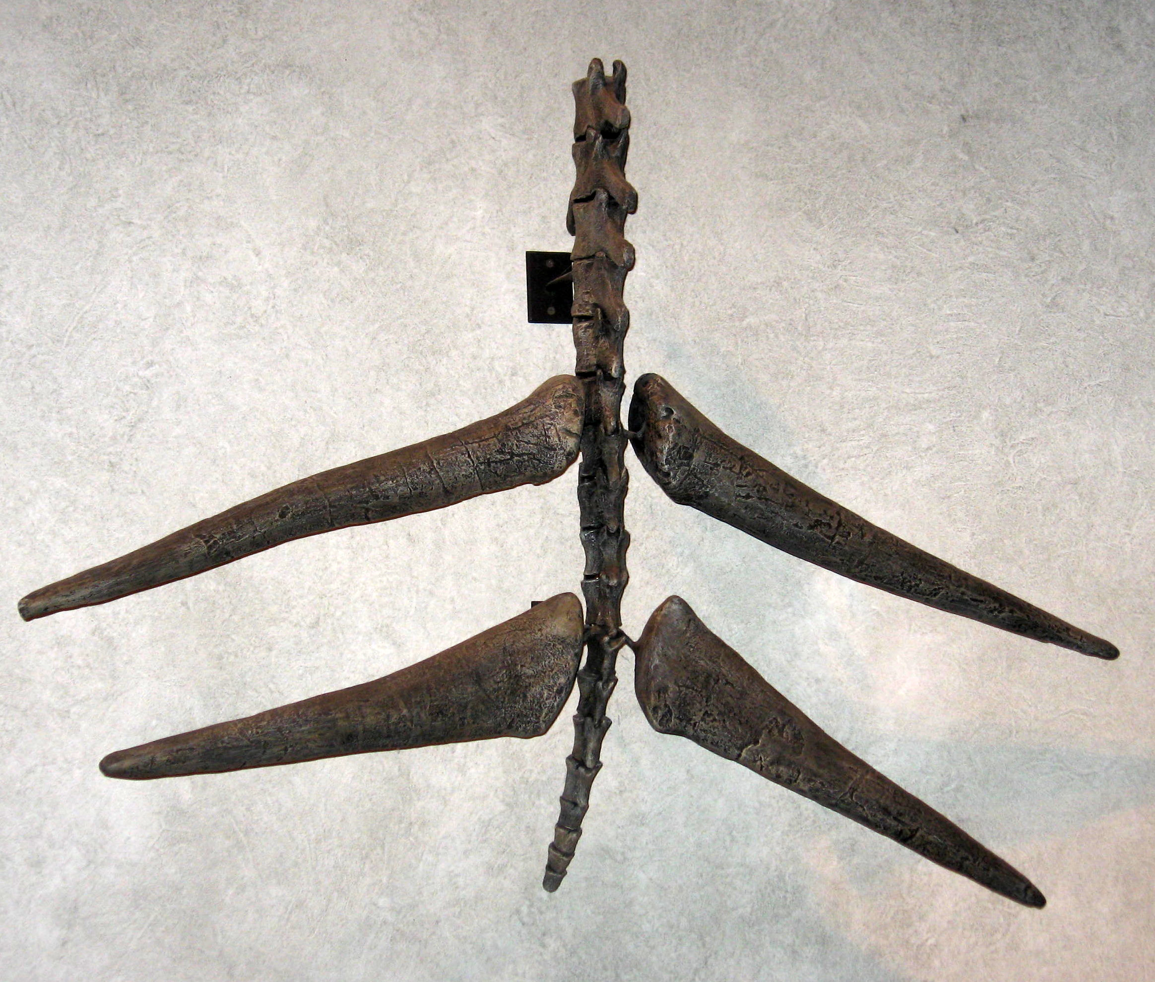 Proslulý „thagomizer“ v podobě špičatých bodců na konci ocasu, které stegosauři používali k obraně před predátory. Při délce 60 až 90 centimetrů byly nepochybně velmi nebezpečnou zbraní i pro obří pozdně jurské teropody, jako byl Saurophaganax nebo T
