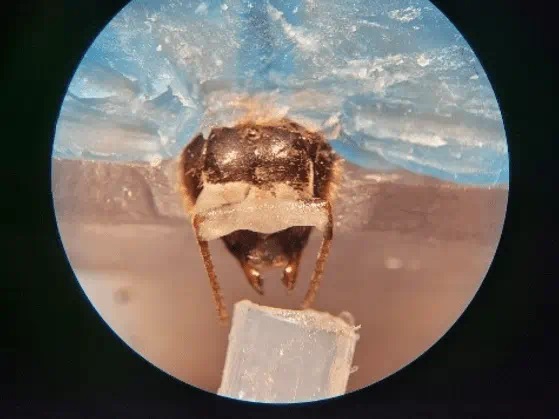 Pod tykadla uvězněné včely vědci vypouštěli vzorky zkoumaných plynných směsí Kredit: Saha lab, Michigan State University