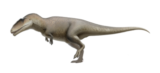 Do první pětky největších známých teropodních dinosaurů patří i severoafrický karcharodontosaurid Carcharodontosaurus saharicus. Odhady délky tohoto dravého obra, žijícího zhruba před 95 miliony let, dosahují více než 13 metrů. Jeho hmotnost se pravd