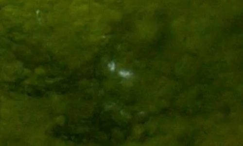 Mikroblesky v experimentu. Kredit: Xia et al.(2025), PNAS.