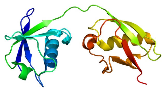 Neuvěřitelný imunitní protein ISG15. Kredit: Emw, Wikimedia Commons, CC BY-SA 4.0.