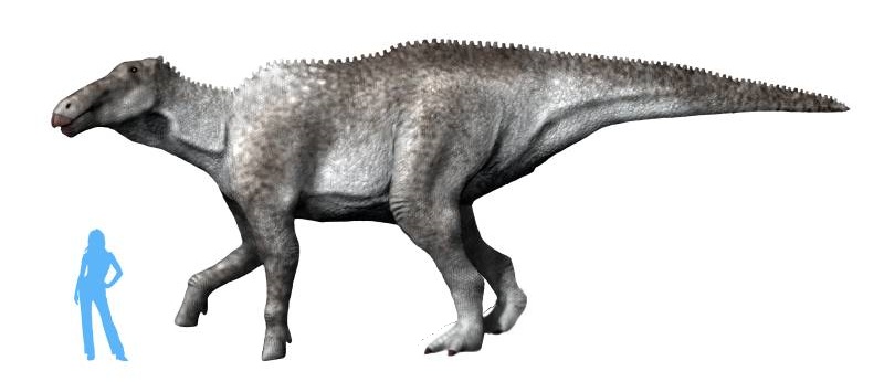 Přibližně takovouto barvu mohli mít někteří kachnozobí dinosauři z podčeledi Saurolophinae. Vzdáleně tak připomínali například dnešní nosorožce a slony (zde opět obří pozdně křídový hadrosaurid Shantungosaurus giganteus). Kredit: Nobu Tamura; Wikiped