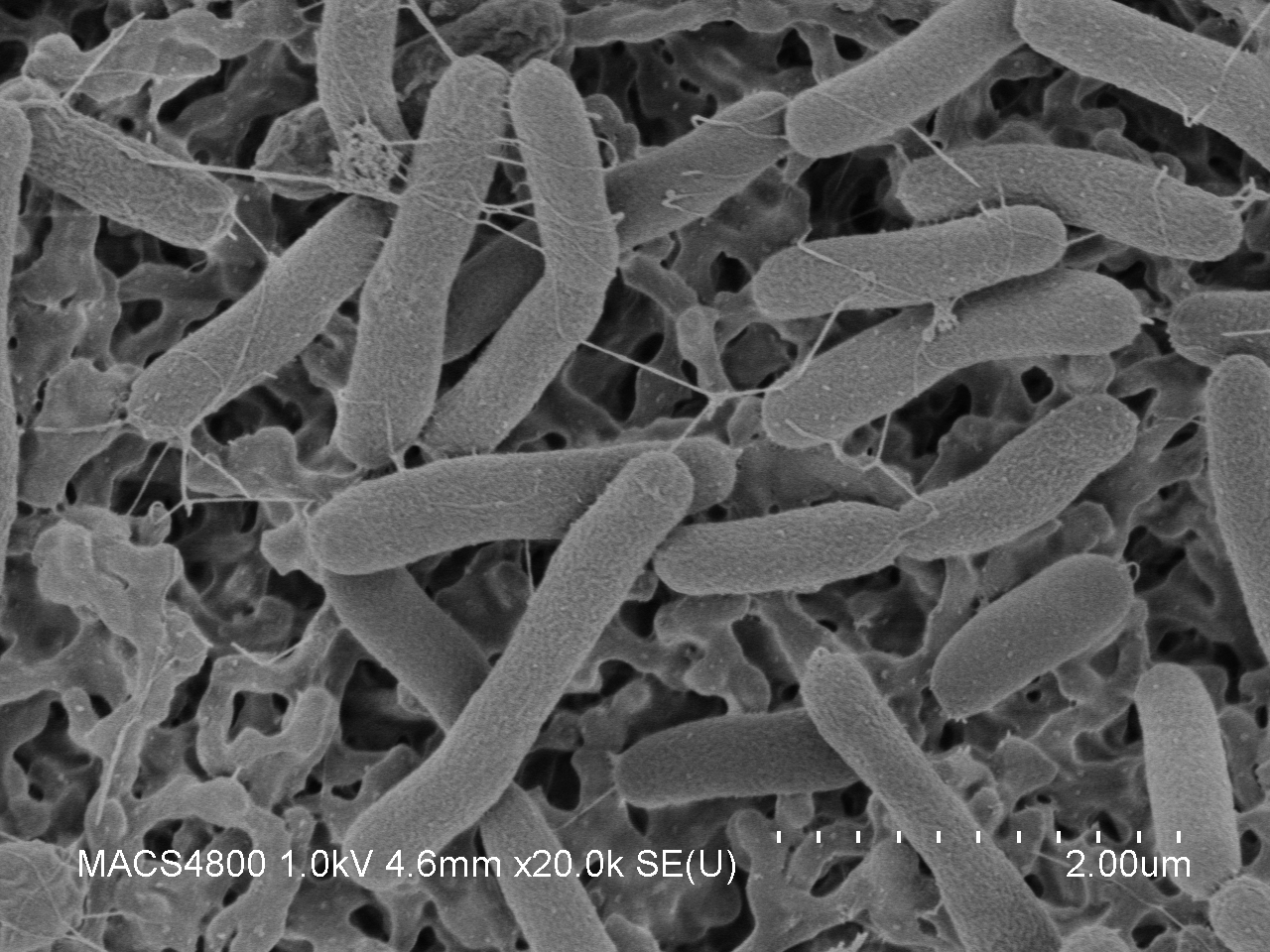 Shewanella oneidensis. Kredit: NASA.