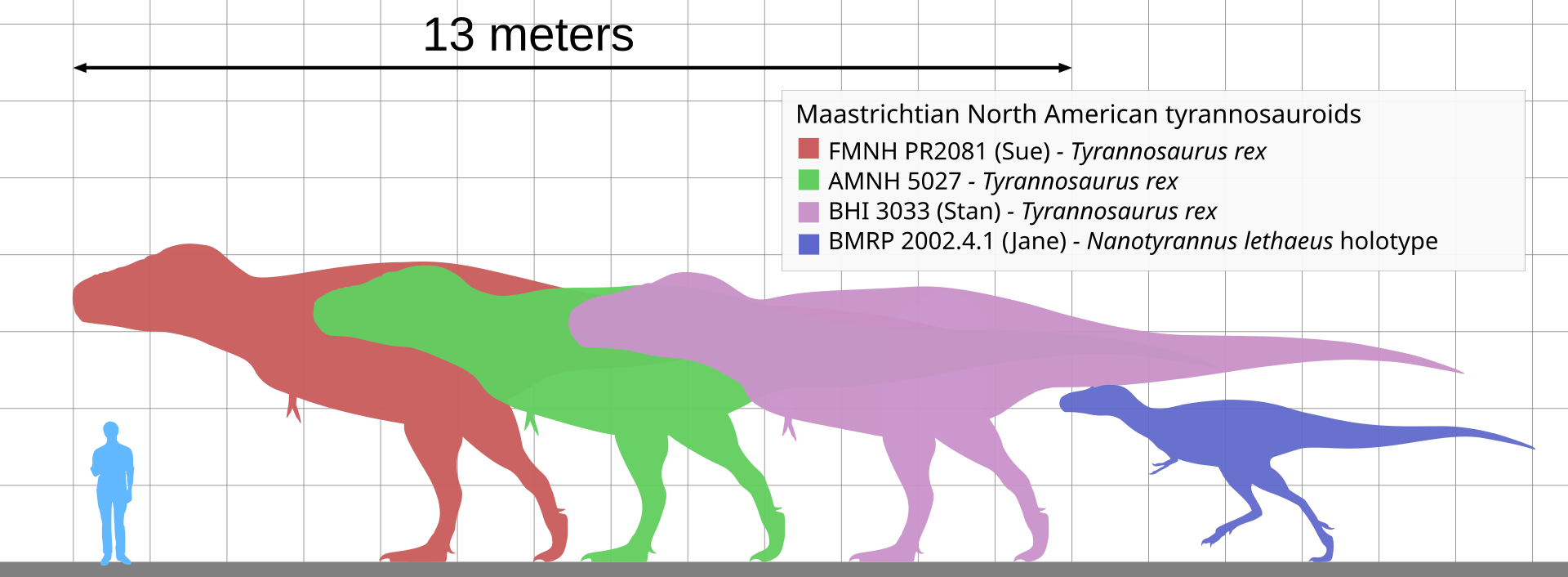 Podle autorů studie dokázal exemplář „Sue“ (FMNH PR 2081) při délce 12,4 metru a hmotnosti až 9500 kg (což je pravděpodobně mírně nadsazený údaj) běžet rychlostí až 6,3 m/s (téměř 23 km/h). To není na tak těžké po dvou se pohybující zvíře vůbec málo 