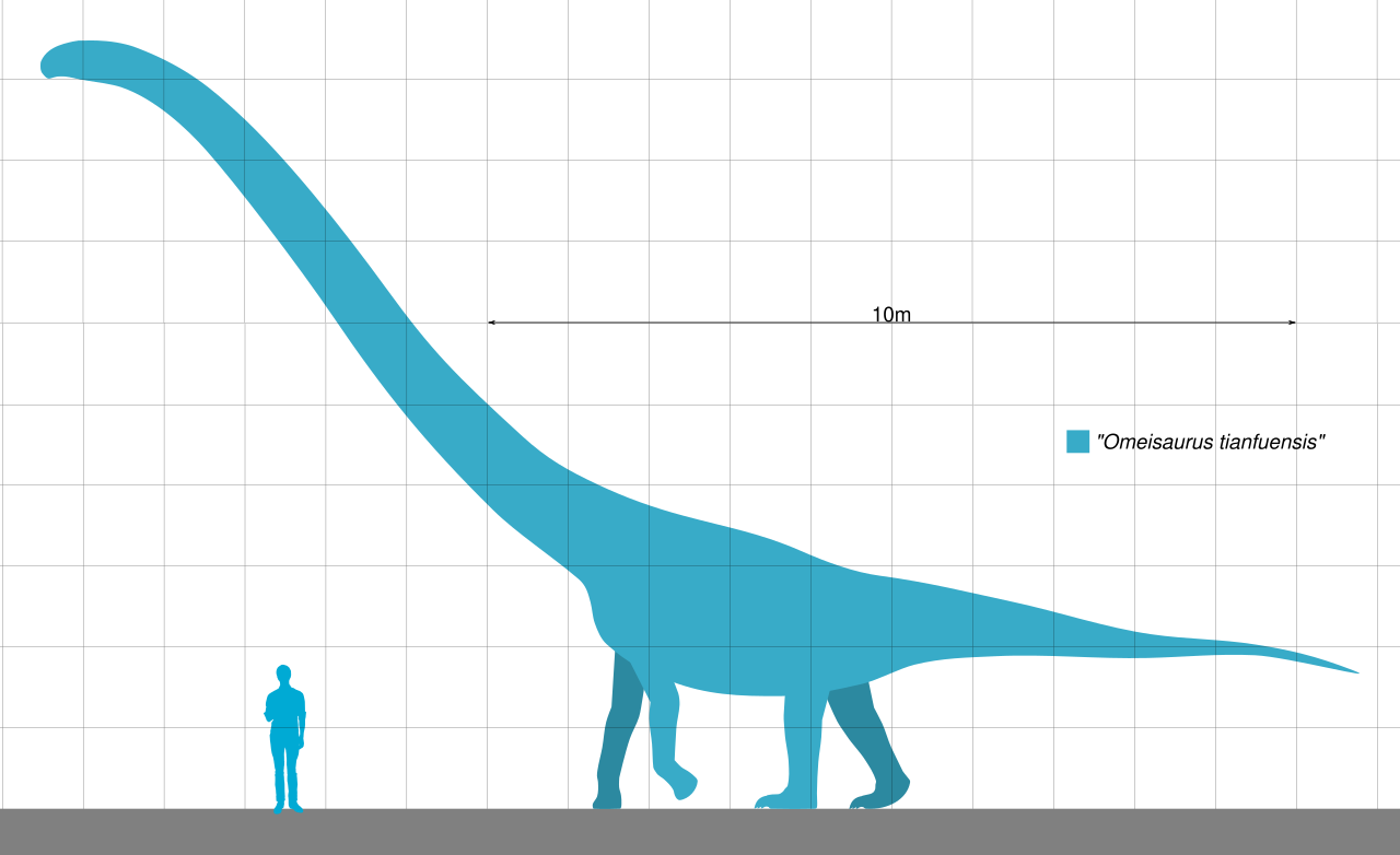 Omeisaurus byl spíše středně velkým sauropodem, navíc ještě značně lehce stavěným. I dospělí zástupci největšího známého druhu O. tianfuensis pravděpodobně nevážili víc než zhruba 10 tun. Kredit: Slate Weasel; Wikimedia Commons (volné dílo)