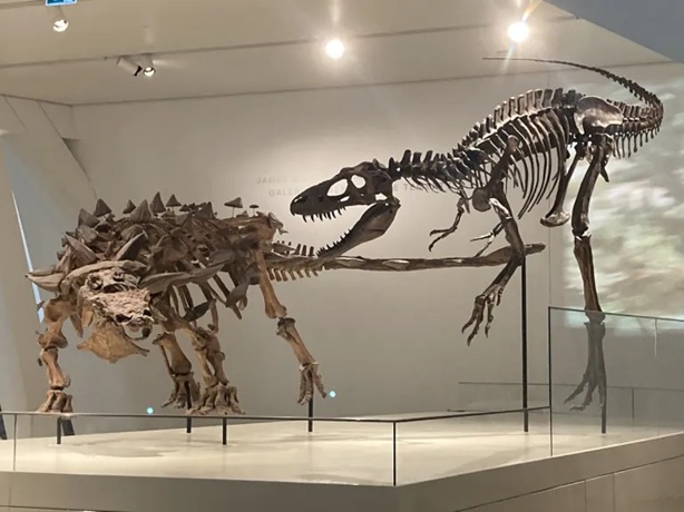 Podle nového výzkumu vážila čerstvě vylíhnutá mláďata albertosaurinního tyranosaurida druhu Gorgosaurus libratus pouze 1,3 kg a na délku měřila přibližně jen 50 cm. Zde kostry gorgosaura a ankylosauridního tyreofora druhu Zuul crurivastator, pocházej